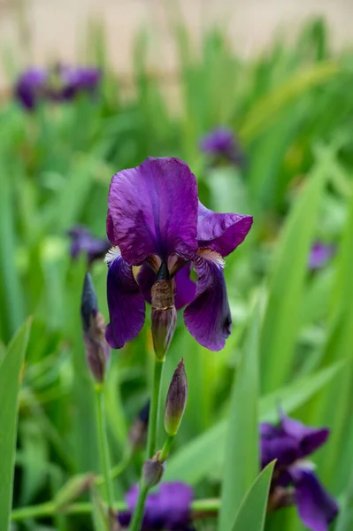 Grande Flor Íris Lilás Roxo Flor Primavera Provence França — Fotografia de Stock