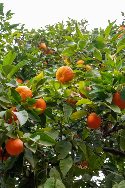 Árbol Mandarina Mandarina Con Muchos Cítricos Naranjas Maduros Dulces Listos — Foto de Stock