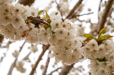 Meyve bahçesi, ilkbahar beyaz kiraz ağacı çiçeği. Yaklaş.