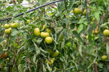 Büyük kırmızı salata domatesli plastik sera sebzeler, Costa del Sol, Endülüs, İspanya 'da çevre dostu tarım