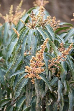 Kosta Tropikal, Endülüs, İspanya 'daki fidanlıklarda mevsimlik yeşermiş mango ağaçları.