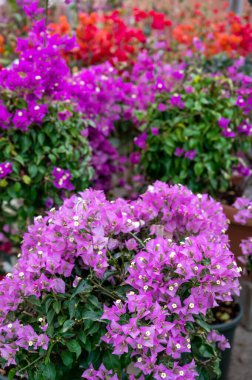 Birçok farklı tropikal ve egzotik bahçe bitkileri ve renkli bougainvillea çiçekleri Costa del Sol 'daki İspanyol bahçe dükkanında satılıyor.