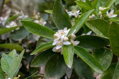 Aromatik beyaz portakal ağacı çiçeklerinin bahar çiçekleri kapanıyor