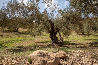 Bahar mevsiminde tepelerde zeytin ağaçları, sarı yabani çiçekler, Endülüs, İspanya