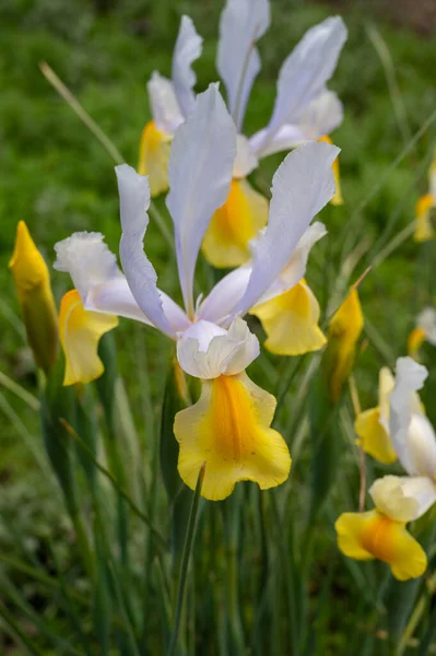Große Weiße Irisblüte Frühling Der Provence Frankreich — Stockfoto