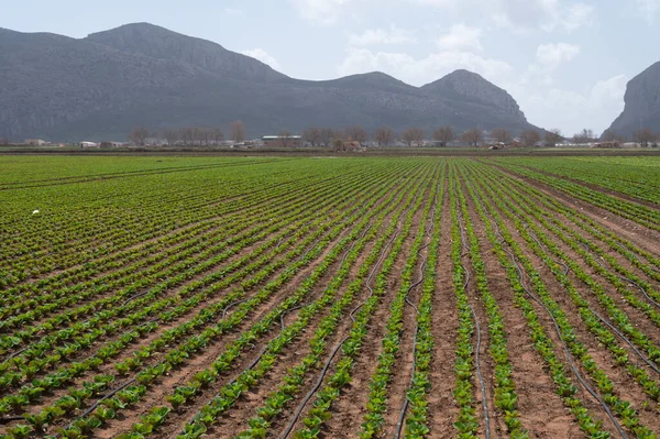 Farm fields with rows of green lettuce salad. Panoramic view on agricultural valley near town Zafarraya with fertile soils for growing of vegetables, green lettuce salad, cabbage, artichokes, Andalusia, Spain