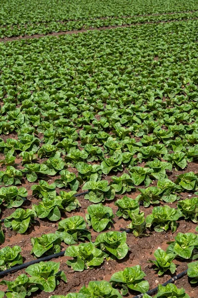 Farm fields with fertile soils and rows of growing  green lettuce salad in Andalusia, Spain in April