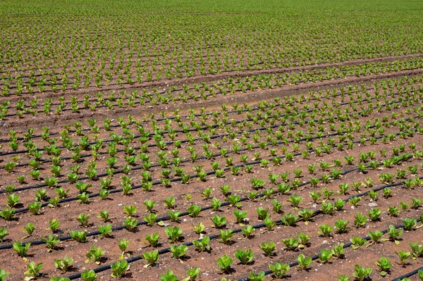 Farm fields with fertile soils and rows of growing  green lettuce salad in Andalusia, Spain in April