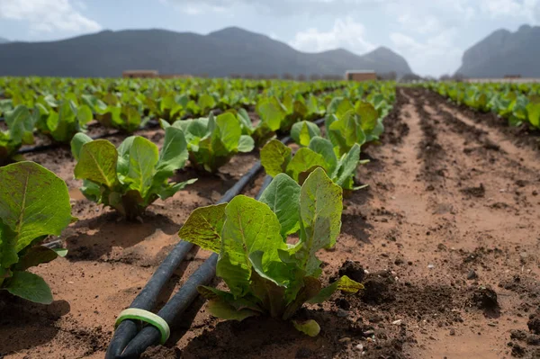 Farm fields with fertile soils and rows of growing  green lettuce salad in Andalusia, Spain in April