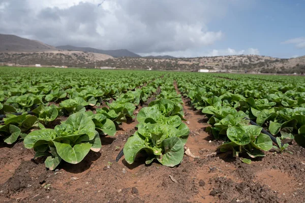 Farm fields with rows of green lettuce salad. Panoramic view on agricultural valley near town Zafarraya with fertile soils for growing of vegetables, green lettuce salad, cabbage, artichokes, Andalusia, Spain