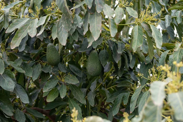 Colheita Floração Sazonal Abacates Perenes Plantações Costa Del Sol Andaluzia — Fotografia de Stock