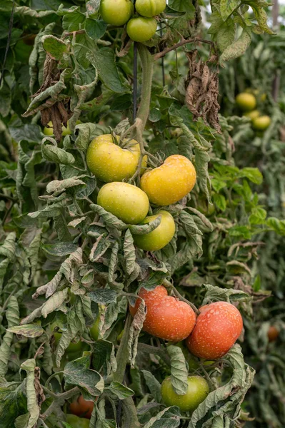 Plastic greenhouse with plantation of big red salad tomatoes vegetables, eco-friendly farming in Costa del Sol, Andalusia, Spain