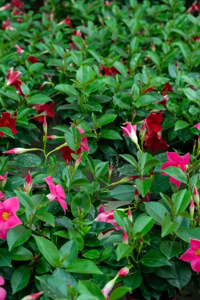 Muitas Plantas Jardim Tropicais Exóticas Diferentes Flores Coloridas Para Venda — Fotografia de Stock