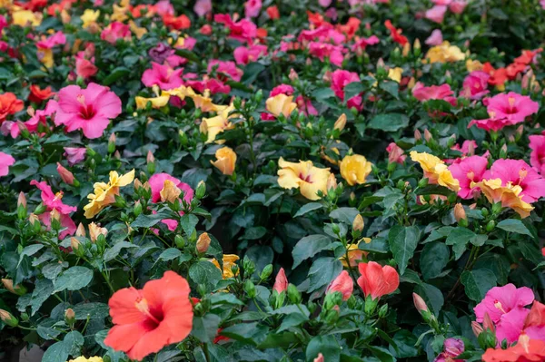 Muchas Plantas Jardín Tropicales Exóticas Diferentes Coloridas Flores Hibisco Venta — Foto de Stock
