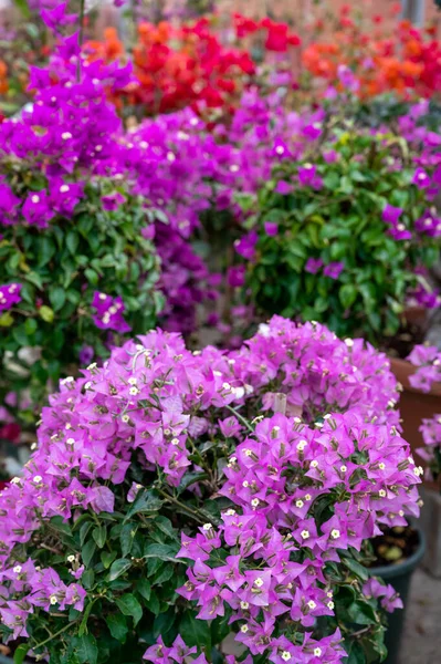 Mnoho Různých Tropických Exotických Zahradních Rostlin Barevné Bougainvillea Květiny Prodej — Stock fotografie