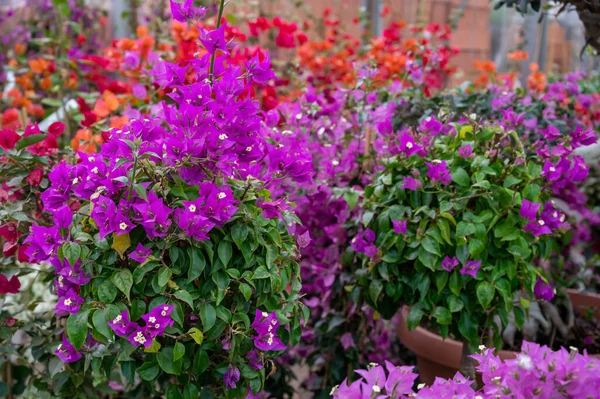 Muitas Plantas Jardim Tropicais Exóticas Diferentes Flores Bougainvillea Coloridas Para — Fotografia de Stock