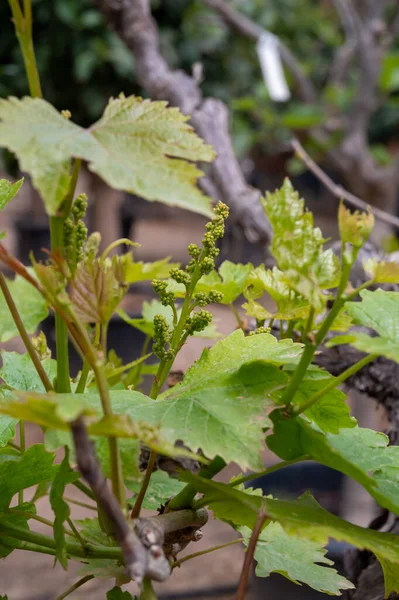 # Çiçekteki üzüm kümesi # # Bağdaki eski üzümlerin üzerinde #