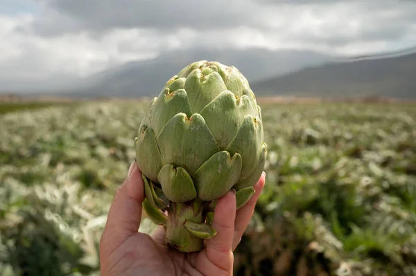 Harvestiog of green artichoke heads on farm fields with rows of artichokes plants. View on agricultural valley near Zafarraya with fertile soils for growing of vegetables, Andalusia, Spain