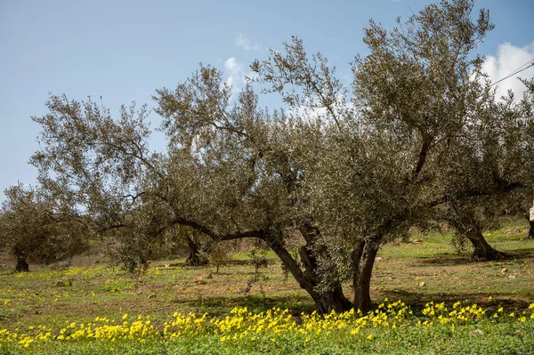 Olivenbäume Wachsen Frühling Auf Hügeln Mit Gelben Wildblumen Andalusien Spanien — Stockfoto