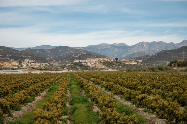 Aerial view on rows of evergreen avocado trees on plantations in Costa Tropical, Andalusia, Spain. Cultivation of avocado fruits in Spain.