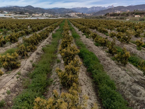 Aerial view on rows of evergreen avocado trees on plantations in Costa Tropical, Andalusia, Spain. Cultivation of avocado fruits in Spain.