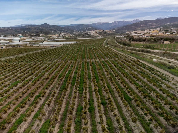 Aerial view on rows of evergreen avocado trees on plantations in Costa Tropical, Andalusia, Spain. Cultivation of avocado fruits in Spain.