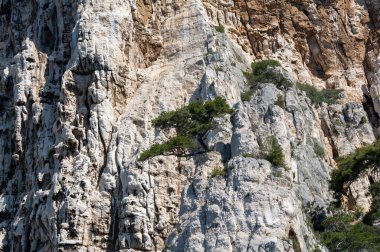 Calanques Ulusal Parkı, Provence, Fransa 'da Akdeniz çam ağaçları beyaz kireçtaşı kayalar ve uçurumlar üzerinde büyüyor