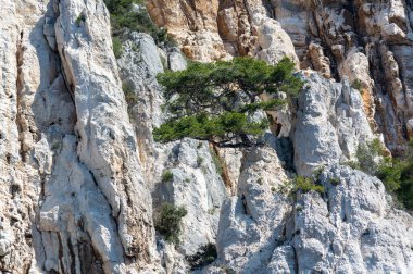 Calanques Ulusal Parkı, Provence, Fransa 'da Akdeniz çam ağaçları beyaz kireçtaşı kayalar ve uçurumlar üzerinde büyüyor