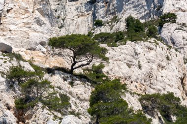 Calanques Ulusal Parkı, Provence, Fransa 'da Akdeniz çam ağaçları beyaz kireçtaşı kayalar ve uçurumlar üzerinde büyüyor