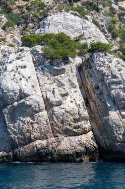 Mediterranean pine trees growing on white limestone rocks and cliffs in Calanques national park, Provence, France