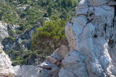Calanques Ulusal Parkı, Provence, Fransa 'da Akdeniz çam ağaçları beyaz kireçtaşı kayalar ve uçurumlar üzerinde büyüyor