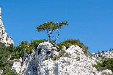 Calanques Ulusal Parkı, Provence, Fransa 'da Akdeniz çam ağaçları beyaz kireçtaşı kayalar ve uçurumlar üzerinde büyüyor