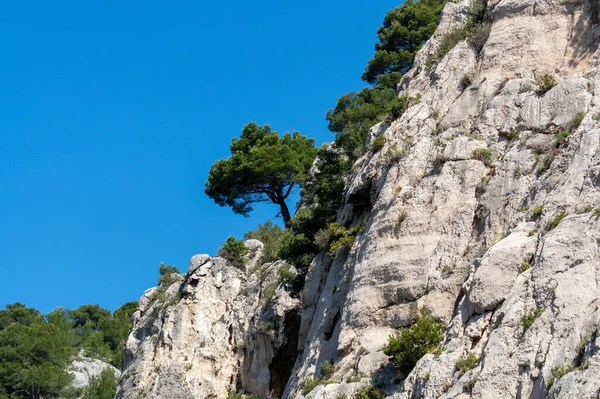 Calanques Ulusal Parkı, Provence, Fransa 'da Akdeniz çam ağaçları beyaz kireçtaşı kayalar ve uçurumlar üzerinde büyüyor