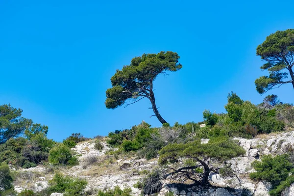 Mediterranean pine trees growing on white limestone rocks and cliffs in Calanques national park, Provence, France
