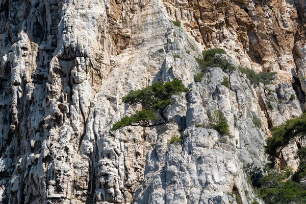 Calanques Ulusal Parkı, Provence, Fransa 'da Akdeniz çam ağaçları beyaz kireçtaşı kayalar ve uçurumlar üzerinde büyüyor