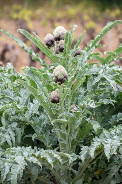 Bahçede yetişen enginar, yeşil ve mor çiçekli başlıklar hasat için hazır.