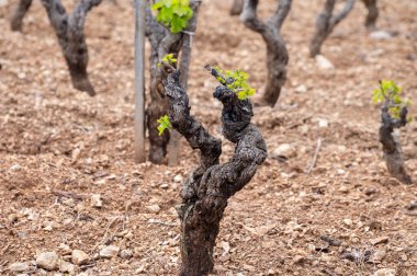 Baharda Cotes de Provence üzüm bağlarında eski üzüm gövdeleri Le Castellet köyü yakınlarında Bandol şarap bölgesi, Fransa 'nın güneyinde şarap üretimi