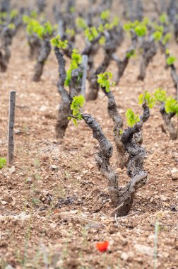 Baharda Cotes de Provence üzüm bağlarında eski üzüm gövdeleri Le Castellet köyü yakınlarında Bandol şarap bölgesi, Fransa 'nın güneyinde şarap üretimi