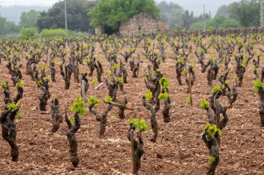Baharda Cotes de Provence üzüm bağlarında eski üzüm gövdeleri Le Castellet köyü yakınlarında Bandol şarap bölgesi, Fransa 'nın güneyinde şarap üretimi