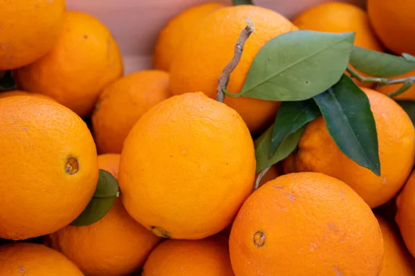 Fresh ripe sicilian oranges citrus fruits on market close up
