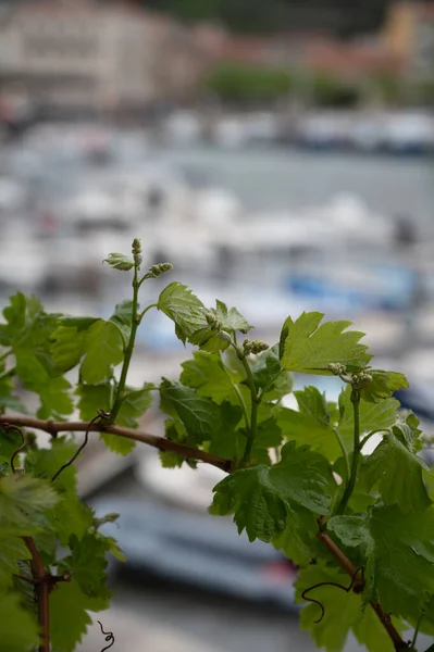 Weinrebe Mit Knospen Und Neuen Blättern Frühling Mit Altem Hafen — Stockfoto