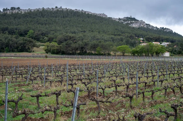 Vineyards Cotes Provence Spring Cassis Wine Making South France — Stock fotografie