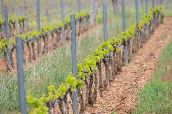 Wiosną Winnice Cotes Provence Region Winiarski Bandol Pobliżu Wioski Castellet — Zdjęcie stockowe