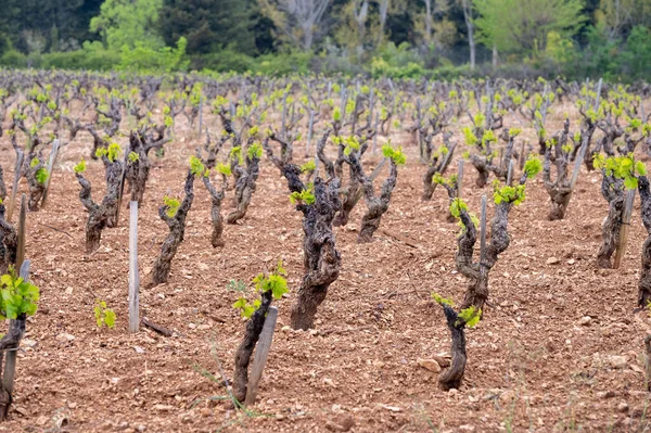 Vineyards of Cotes de Provence in spring, Bandol wine region near Le Castellet village, wine making in South of France