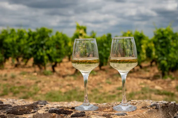 Tasting High Quality White Dry Wine Made Chardonnay Grapes Grand — Stock Photo, Image