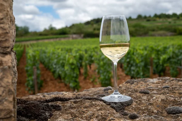 Fransa, Burgundy 'deki Puligny-Montrachet köyü yakınlarındaki Grand Cru sınıfı üzüm bağlarında Chardonnay üzümlerinden yapılan kaliteli beyaz şarabın tadına bakılıyor.