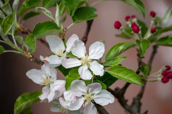 Blossom Apple Tree Fruit Orchard Nature Background — Fotografia de Stock