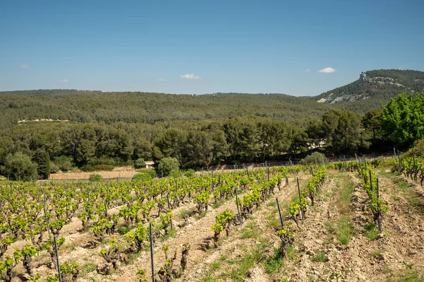 Grape Trunks Green Vineyards Cotes Provence Spring Cassis Wine Region — Stockfoto
