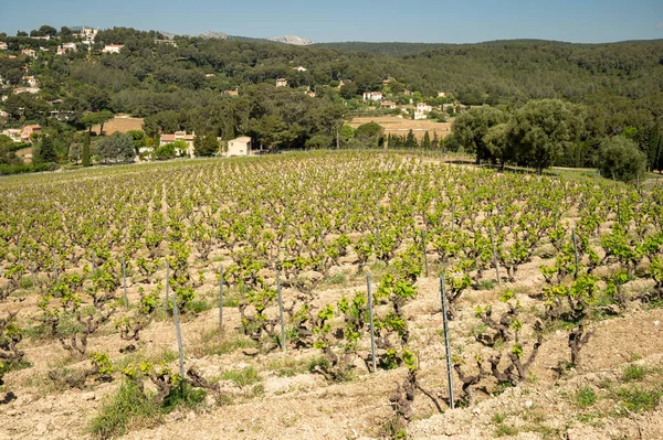 Troncos Uva Viñedos Verdes Cotes Provence Primavera Región Vinícola Cassis — Foto de Stock