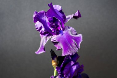 Gri arka planda mevsimlik büyük puprle süsen çiçekleri.